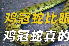 传说鸡冠蛇比眼镜蛇还毒，头上长着鸡冠，鸡冠蛇真的存在吗？ #动物科普#鸡冠蛇#野生动物#涨知识视频封面