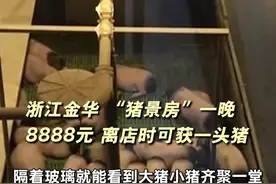 浙江金华 “猪景房”一晚8888元上热搜 离店时可获一头猪#