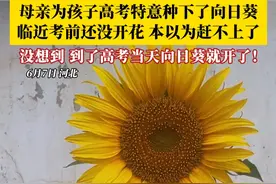 母亲为孩子高考特意种下了向日葵，临近考前还没开花，本以为赶不上了……  没想到，到了高考当天向日葵就开了！视频封面