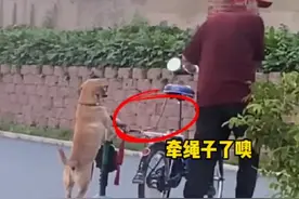 6月30日，吉林长春，狗狗骑儿童滑板车陪主人遛弯，虽然动作娴熟，还是要注意安全哟！#狗狗 #滑板车 #遛弯儿 视频封面