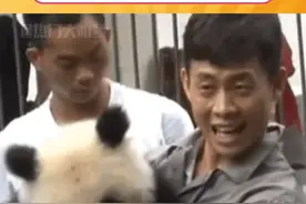 #张译 老师被熊猫咬的经历看一次笑一次哈哈哈哈！怎么会有这么离谱的事情发生在张译身上啊！#搞笑 #离谱