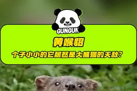 个子小小的它居然是大熊猫的天敌？！ #大熊猫 #野生动物零距离 #科普 #黄喉貂 @抖音短视频