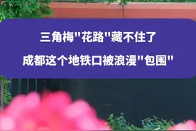 三角梅“花路”藏不住了，成都这个地铁口被浪漫“包围”#成都 #成都三角梅 #成都打卡 #权威解读视频封面
