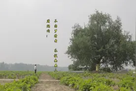 有句话说：“火车跑得快，全靠车头带”视频封面