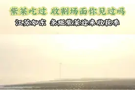 紫菜吃过，收割场面你见过吗？江苏如东，条斑紫菜迎来收获季。#紫菜  #春菜 #三农 #乡村振兴 #收获的季节视频封面
