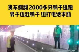 11月18日浙江衢州，货车高速侧翻，2000多只鸭子逃跑，男子边赶鸭子边打电话求助，所幸人无大碍视频封面