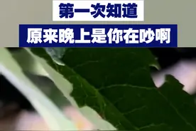 【第一次知道原来晚上是你在吵啊！】你听过夏日夜晚里的虫鸣声吗？很多人以为是蟋蟀的叫声，其实这种声音是竹蛉发出来的。视频封面