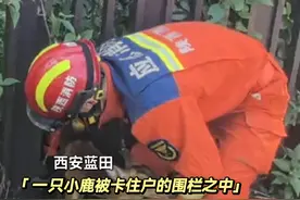 小鹿被卡围栏，消防员暖心施救 #西安消防 #蓝朋友 #救助动物视频封面