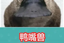 鸭嘴兽：我到底是哺乳动物还是爬行动物 #神奇动物在这里 #鸭嘴兽 #动物知识科普视频 #作品同步头条赢激励视频封面