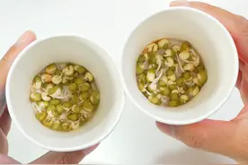 豆芽种植日常，长出了根，换水要勤快，观察植物生长现象～ #豆芽种植 #科学小实验 #益智视频封面