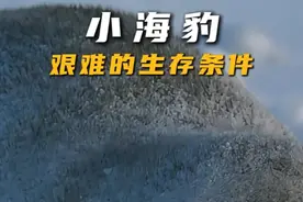 小海豹的艰难生存环境 韦德尔小海豹在零下40度的南极出生