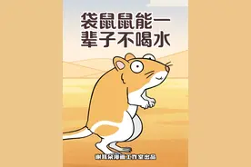 袋鼠鼠能一辈子不喝水 #科普 #涨知识 #袋鼠鼠视频封面