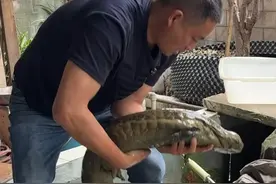 今天爸爸把他养了五六年的娃娃鱼来称个重，看到底有多少斤了视频封面