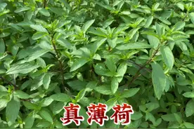 你吃的“薄荷”可能不是薄荷，是皱叶留兰香，你不了解就亏大了！