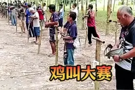 有趣的鸡叫大赛 #鸡叫大赛  #公鸡打鸣 #东南亚 #蔡徐坤 #鸡你太美