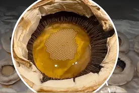 以防你没见过会吐泡泡的蘑菇。 #知识前沿派对 #口蘑 #科普视频封面