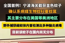全国首例！宁波海关截获金色蚊子，确认系病媒生物蚊科曼蚊属，其主要分布在美国等地区，野外捕获雌蚊体内曾检测出多种脑炎病毒 #海关 #蚊子 #脑炎 #疾病 #病媒生物
