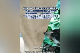 捕蚊神“鸡”看到蚊子叮咬主人出嘴稳准快 鸡主人称鸡是自己用孵化器孵出后从小养大的，啄到皮肤就停了，不会伤到自己#热点追踪 #捕蚊 #蚊子 #鸡视频封面