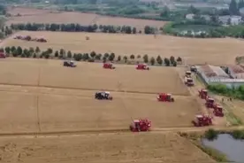 西南麦区开镰收获 #小麦 #夏收 #三农视频封面