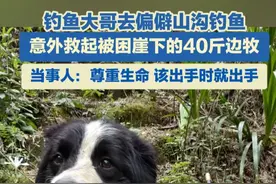 4月22日，重庆，男子去偏僻山沟钓鱼，意外救起被困崖下的40斤边牧，当事人：尊重生命，该出手时就出手。#钓鱼人 #边牧 #好心人视频封面