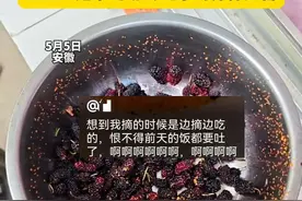 女子边采摘桑葚边吃，回家一看天塌了 泡完水果子上全是虫子 医生：是果蝇幼虫 吃了对身体无害