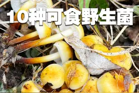 10种可食的野生菌 10种可食的野生菌#科普 #野生菌 #大自然的馈赠 #捡蘑菇 #捡菌子的乐趣来了