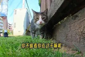 小猫车换司机了！爱遛弯的小猫都在干嘛呢 #猫咪第一视角 #田园猫