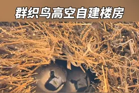 鸟也住高空楼房？南非电线杆上的大鸟巢，有100房间能住500只鸟。#内容启发搜索视频封面
