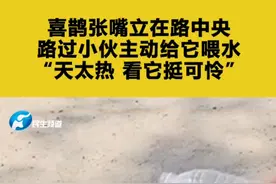 喜鹊张嘴立在路中央，路过小伙主动给它喂水，“天太热 看它挺可怜”@云鼎春熙 视频封面