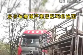 皮卡车被撞，车身严重变形，司机被困车内无法脱困，同时被困的还有一只羊。经消防员破拆救援，一人一羊终脱困！#救援 #救援现场 #消防员视频封面