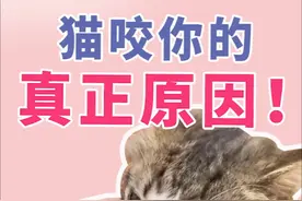 猫扑你咬你的真正原因 #猫扑人 #猫咬人 #新手养猫 #养猫经验分享