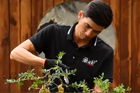 为什么黄杨长得慢 唯一一种花期长是缺点的盆景#黄杨盆景 #黄杨老桩 #精品盆景 #盆景修剪 #盆景制作视频封面