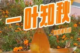 随拍凑歌词《一叶知秋》于哲浩,李晨曦 #一叶知秋 #立秋 #随拍凑歌词 #说唱 #随拍 今天立秋。炙热渐去，凉爽待近。剪辑版摸一首 一叶知秋吧。用自己的方式打开立秋。视频封面