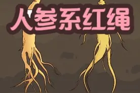 人参为什么系红绳，难道它真的会跑吗？ #人参 #有趣的知识又增长了 #万物皆可达 #轻漫计划 #新农人计划