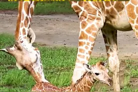 鹿宝宝落地后，用前蹄放在宝宝身后轻轻用力，助力宝宝第一次站立，鹿幼崽出生不超过1小时成功站立 #广州dou知道 #长颈鹿 #广州动物园