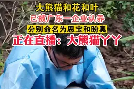 大熊猫和花和叶已被广东一企业认养：分别命名为思宝和盼奥