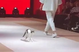 猫咪误闯时装展，实在看不下去了，竟然亲自示范走了一遍正宗猫步