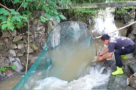 一场大雨导致河水上涨，阿琪用八米大抄网抓鱼，这收获还不错视频封面