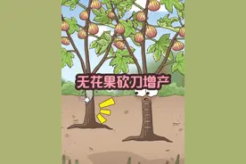 砍几刀竟然还有这效果 #无花果 #乙烯利 #原创动画 #轻漫计划 #新农人计划2024