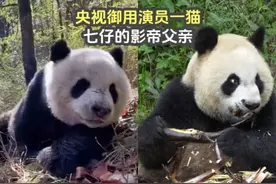 央视御用演员一猫，七仔的影帝父亲，难怪以前纪录片熊猫都一个样视频封面