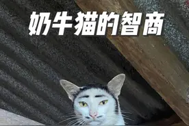 猫中哈士奇，奶牛猫！它的脑回路正常人理解不了