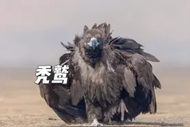 这就是你们熟悉的座山雕，秃鹫！一只绝不杀生的猛禽 #秃鹫 #猛禽视频封面