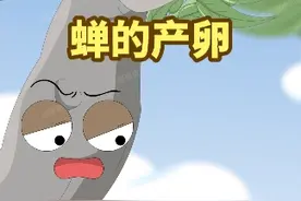 蝉的产卵，你知道吗？#蝉 #蝉卵 #知了 #奇妙知识在抖音 #面面虎小知识