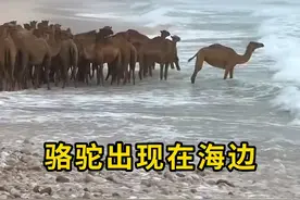 骆驼居然出现在海边，还会游泳！#骆驼 #科普 #阿曼 #涨知识视频封面