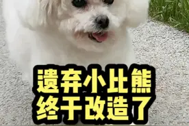 你能想象这只又香又软的棉花糖半个多月前还在流浪街头么？#流浪狗 #流浪狗后续 #萌宠 #比熊视频封面