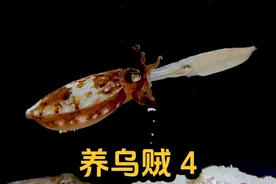 小墨鱼产完卵之后，又留下了孵化的重任... #墨鱼 #乌贼 #鱿鱼