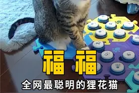 全网最聪明的狸花猫“福福”，只需一套按钮就能控制人类？！ #狸花猫   #猫星人 #网红萌宠视频封面