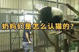 你猜猜奶妈是怎么认猫的？
#熊猫 #大熊猫 #动物的迷惑行为视频封面