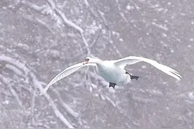 疣鼻天鹅降落过程。#疣鼻天鹅 #野生鸟类摄影 #江上清风