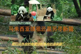 旅居马来西亚大熊猫福娃和凤仪已于5月份到期，续租还是回国？视频封面